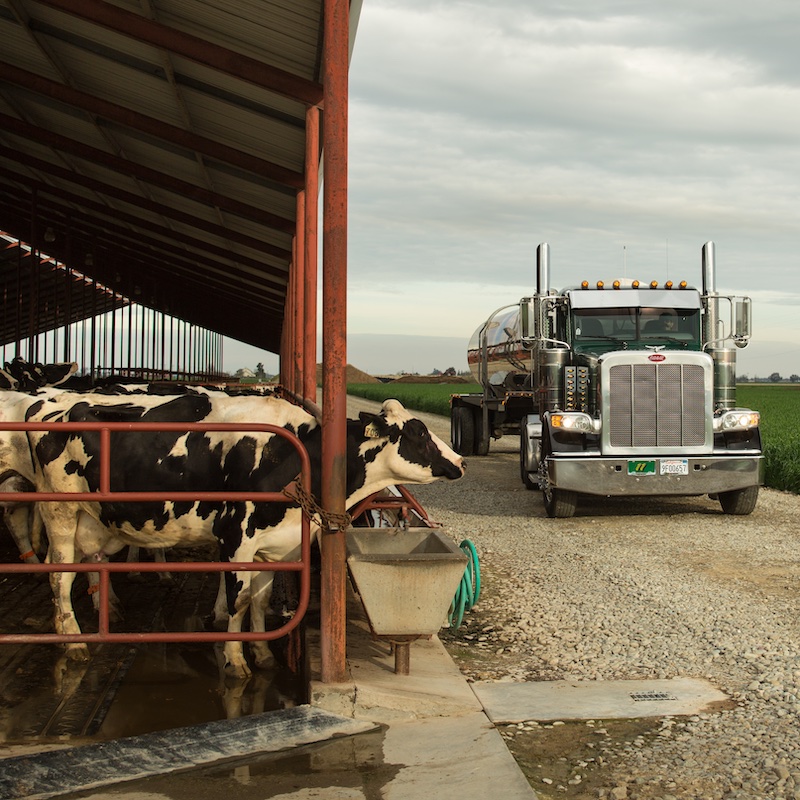 A group of cows inside a barn with a truck parked next to it.